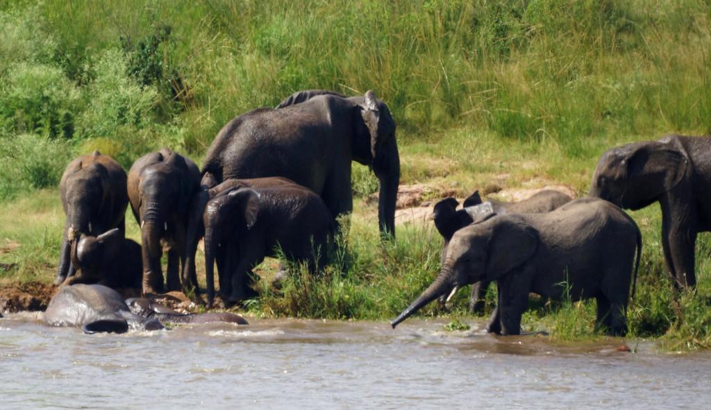 Tau @ Kruger Vila Marloth Park Quarto foto