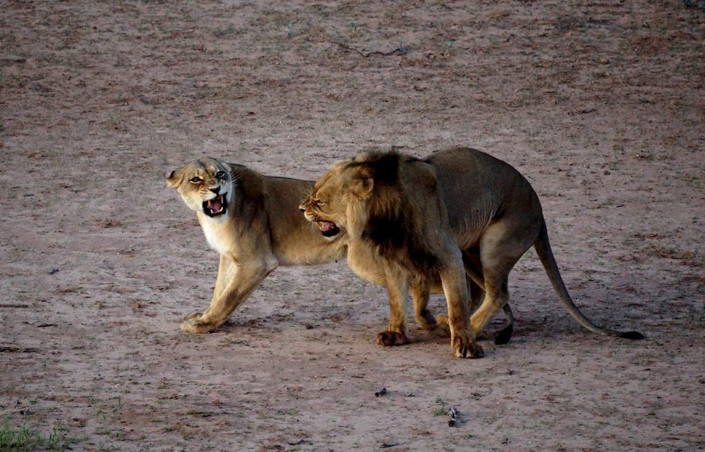 Tau @ Kruger Vila Marloth Park Quarto foto